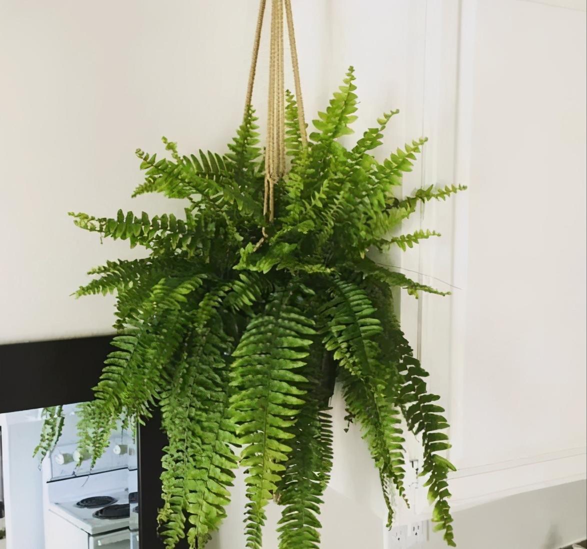 最适合养在卫生间的10种花卉,卫生间下水道恶臭难闻怎么办