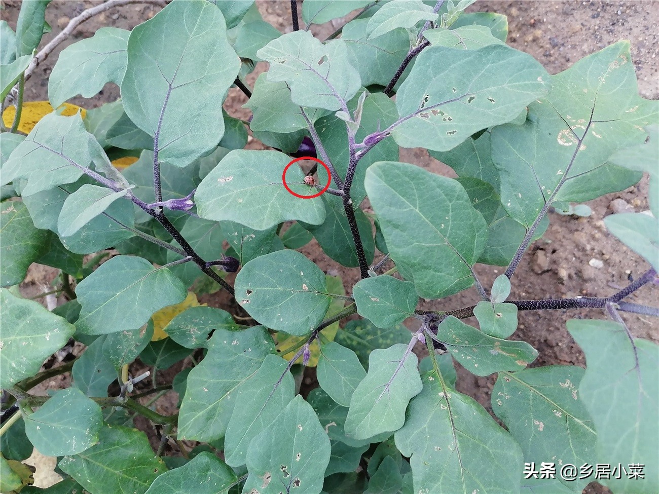 茄子叶病虫害图片大全,茄子种植用什么肥壮苗