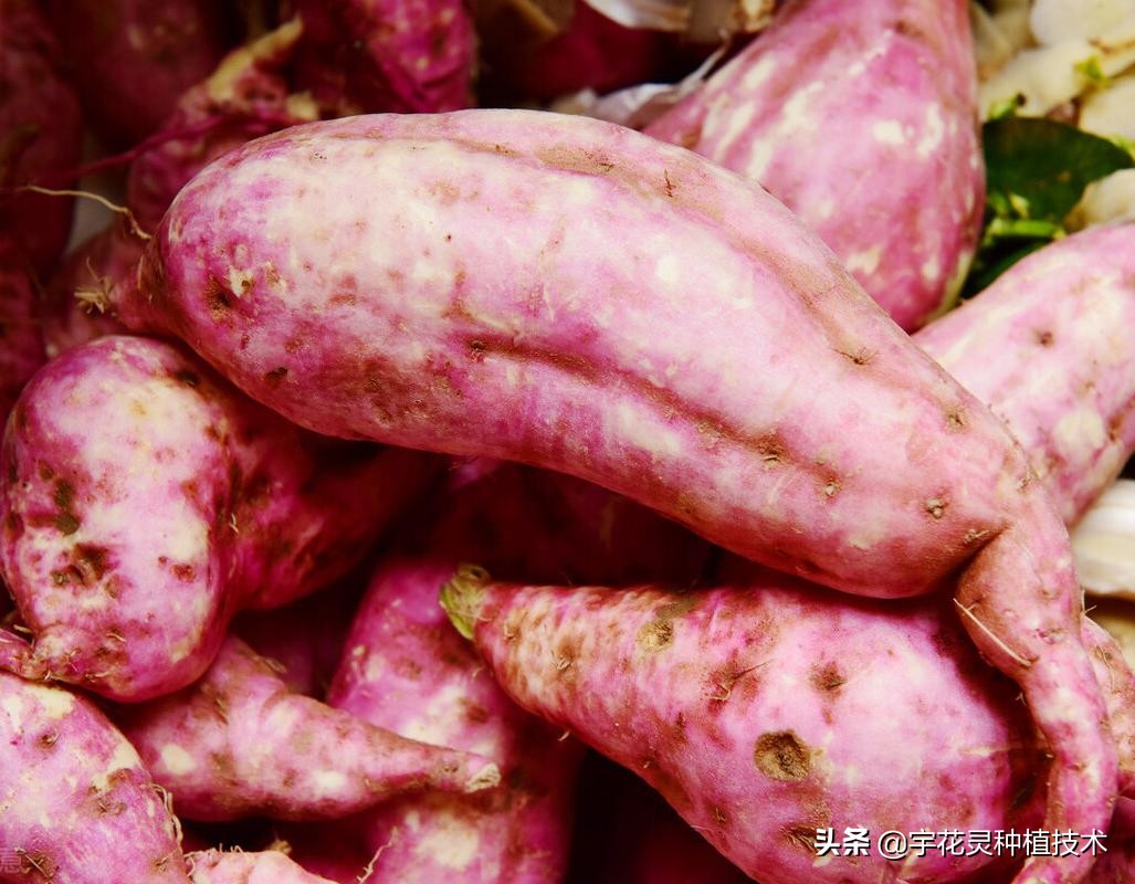 红薯用了宇花灵效果真不错