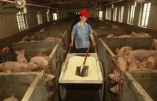 养猪老兽医的经验总结,数十年老猪倌养猪经验值得收藏