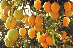 一年四季的时令蔬菜,一年四季的时令水果大全