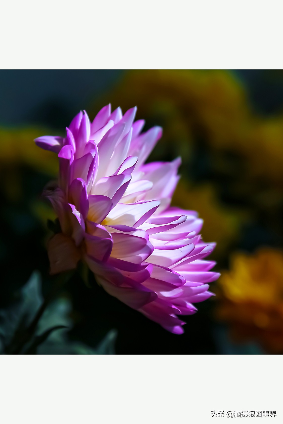 摄影虚化大光圈,佳能24-105镜头怎样拍出虚化效果