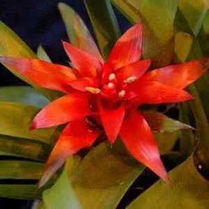 全部金木水火土五行五系植物介绍,五种植物代表五行