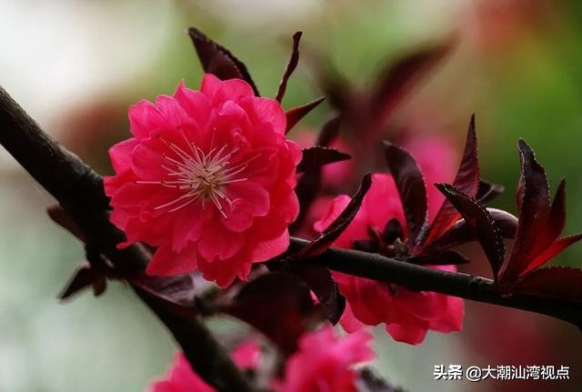 潮州凤凰天池的传奇故事,潮州凤凰天池图片大全