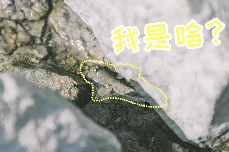 深圳海岸线高清图,深圳比较漂亮的海岸线