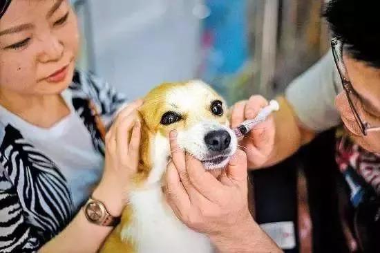 犬猫呕吐,猫犬呕吐