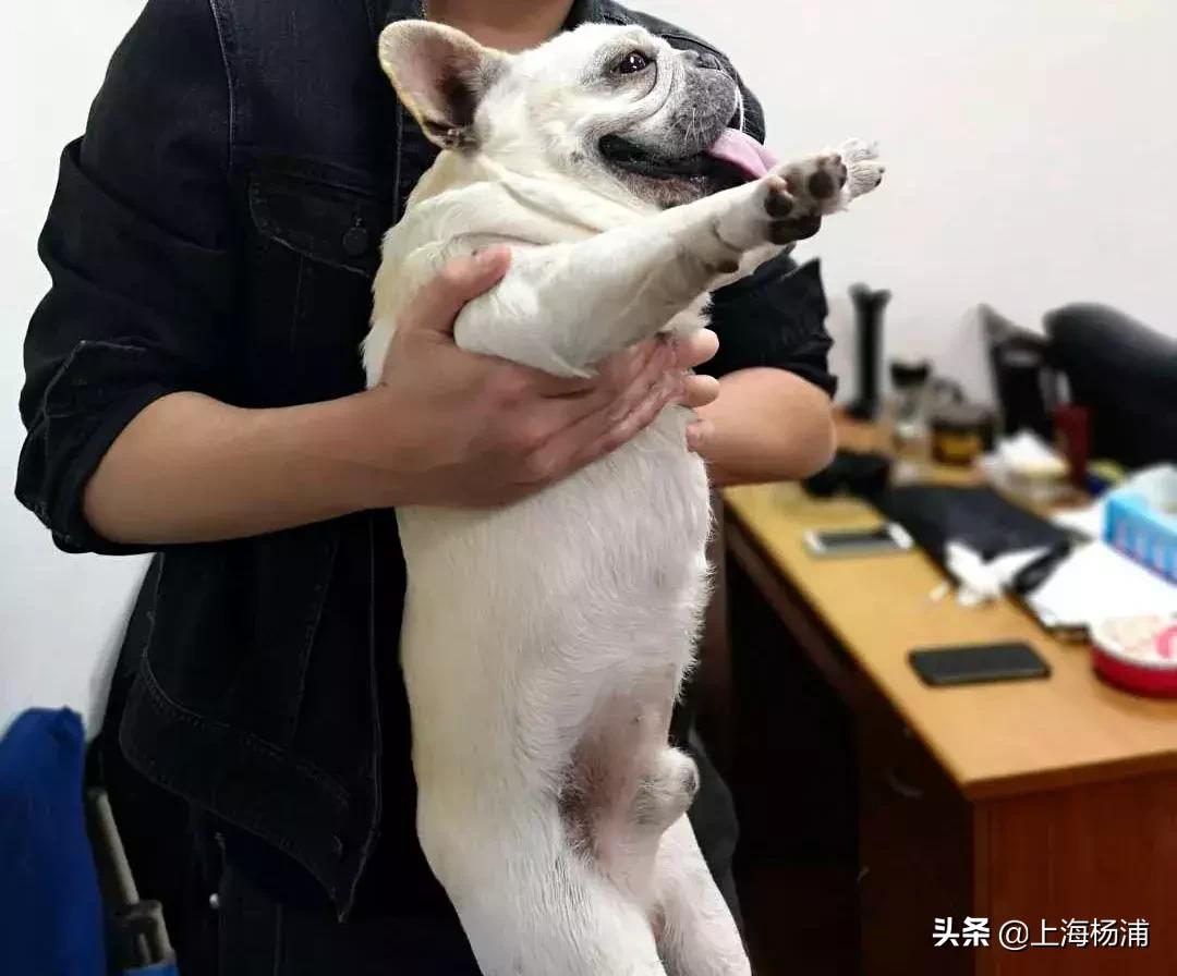 阿拉斯加犬迷路报警,宠物狗走失主人报警求助