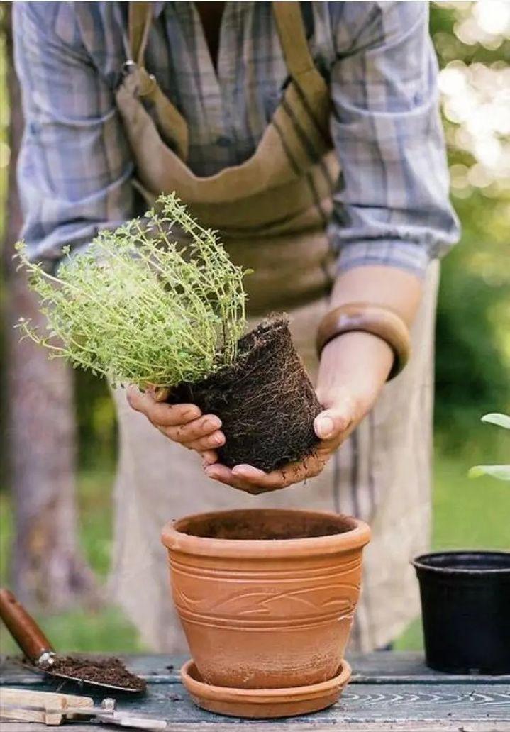 绿植养护植物死了怎么办,绿植为什么在家里养就死了