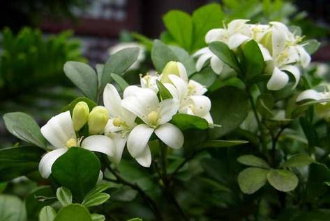 50种常见花卉浇水技巧,50种花卉种植技巧