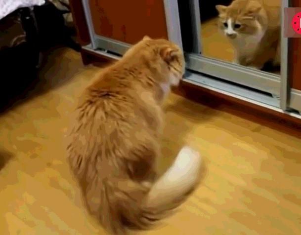猫看到镜子里的自己,猫眼中的世界是什么样