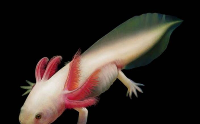 酷似龙头的六角龙鱼,龙鱼到底是什么生物