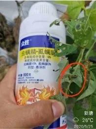 众胜杀虫剂,众胜杀虫剂伤不伤小龙虾