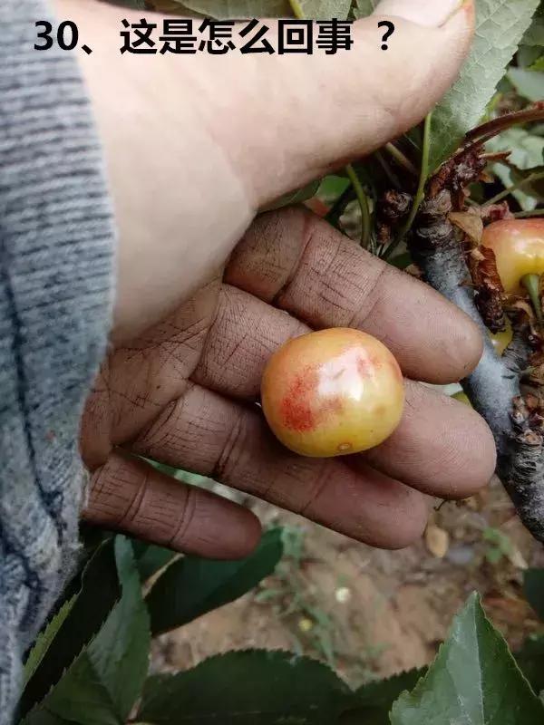 俄罗斯八号大樱桃栽培与管理,俄罗斯八号樱桃怎么控旺