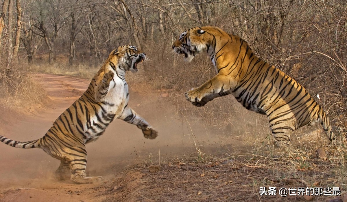 体型最小的老虎亚种能打赢狮子吗,如今有几种老虎可大战雄狮得胜
