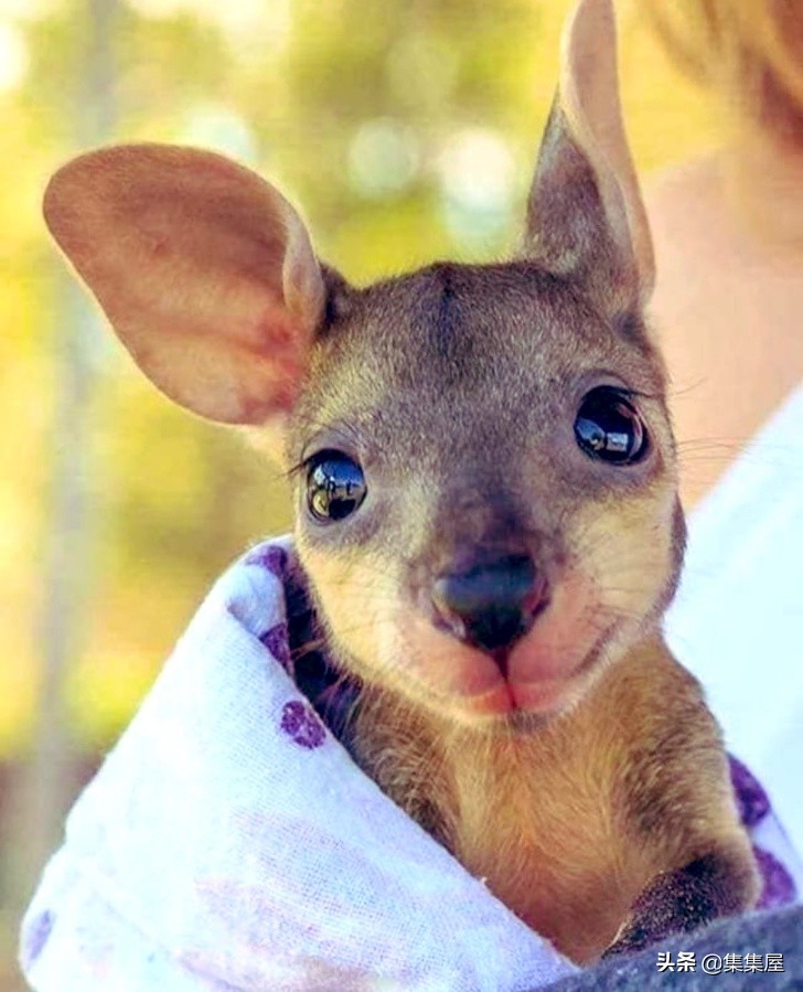 大自然中不常见的动物,关于大自然的动物百科