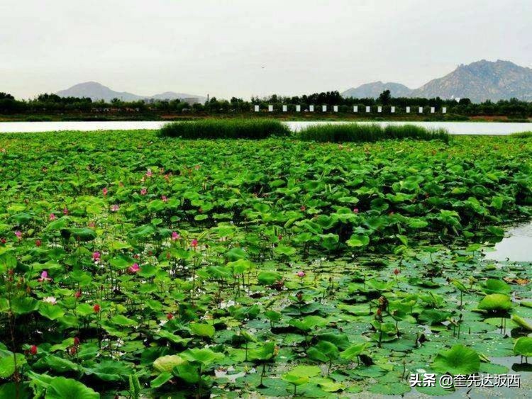 莲叶无穷碧映日荷花别样红全文,接天莲叶无穷碧映日荷花别样红