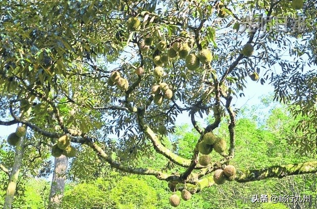 吃过这些水果，才算真正来过马来西亚