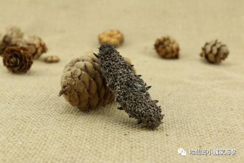 海参怎样吃才能发挥其最大化作用,海参的皮有营养还是筋有营养