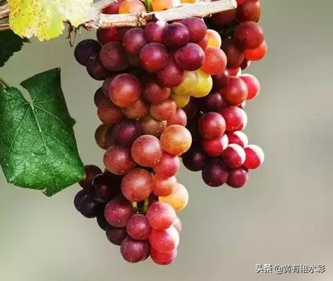 晶莹剔透的葡萄,水彩葡萄图片