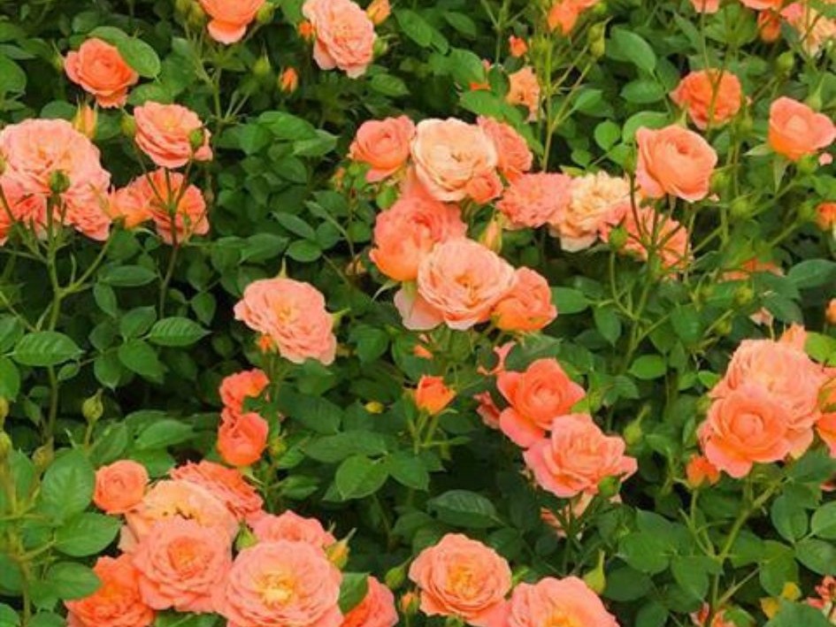 100种月季经典品种,100种经典月季品种