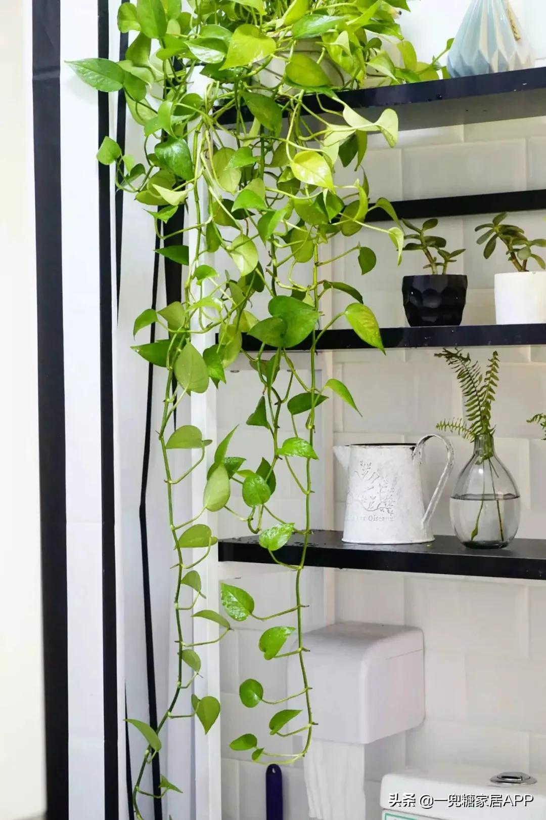 家里厕所用什么防虫,家庭厕所如何除臭