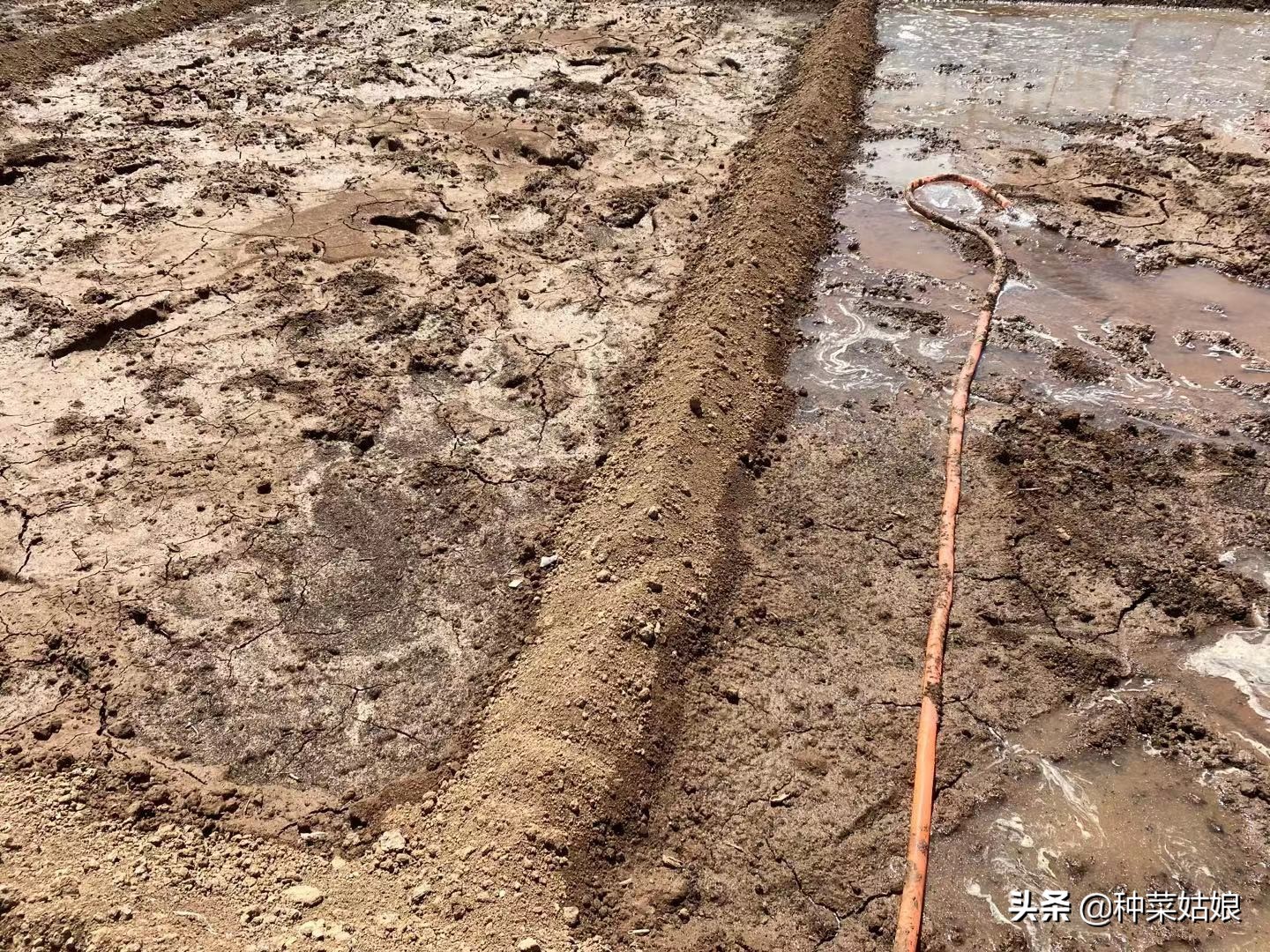 露天种菜怎么防止土壤板结,阳台种菜怎样防止土质板结
