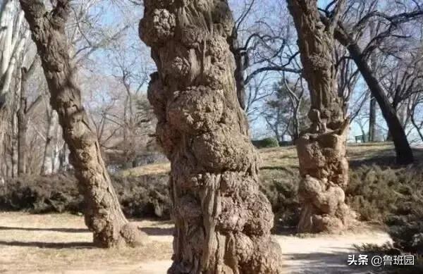 林黛玉的真面目,林黛玉神秘面纱