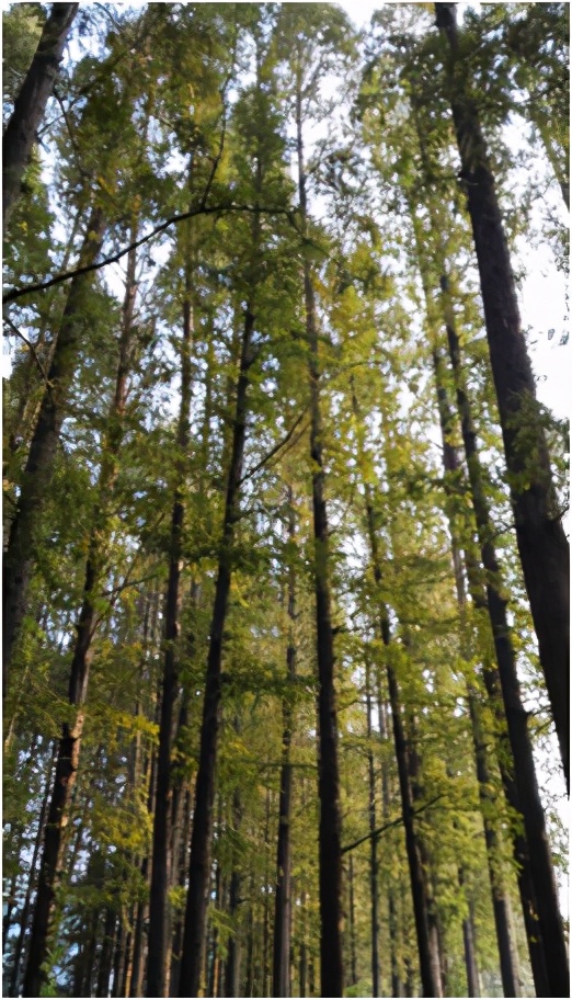 临沂蒙山大洼，自由地享受山里的美食与风景（自驾游）