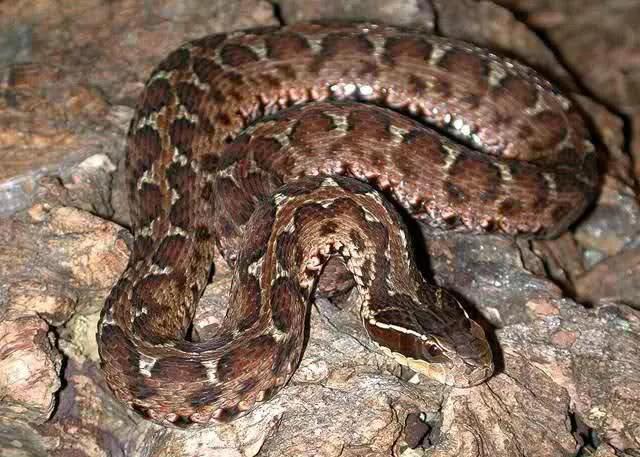 有趣的冷知识颠覆你的想象,奇妙又实用的冷知识