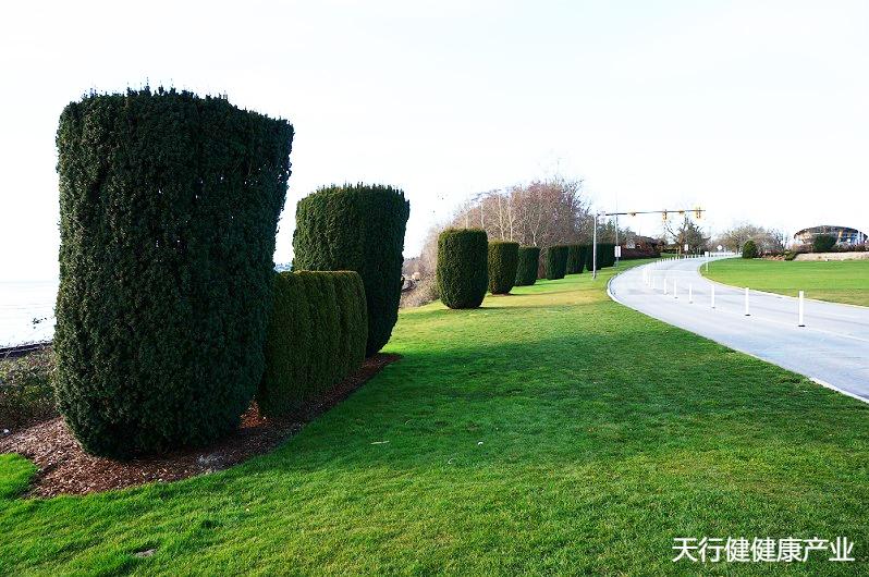 盆栽红豆杉大树怎么修剪,红豆杉的地景造型与修剪