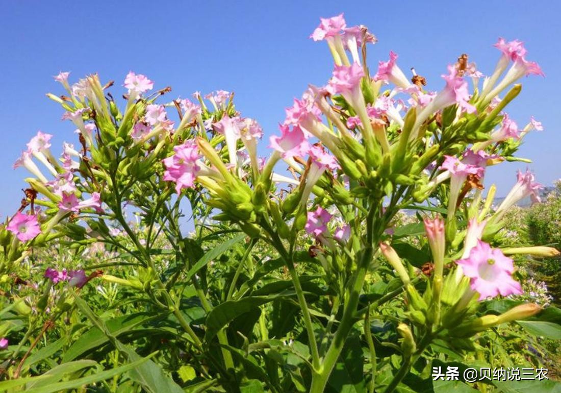 西瓜育苗苗床可以覆盖塑料薄膜吗,育苗苗床上面可以铺塑料薄膜