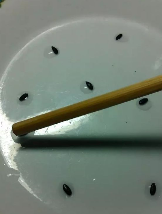 神明液体+鸡蛋+核桃油+白醋！上锅焖2个小时！让人大吃一惊