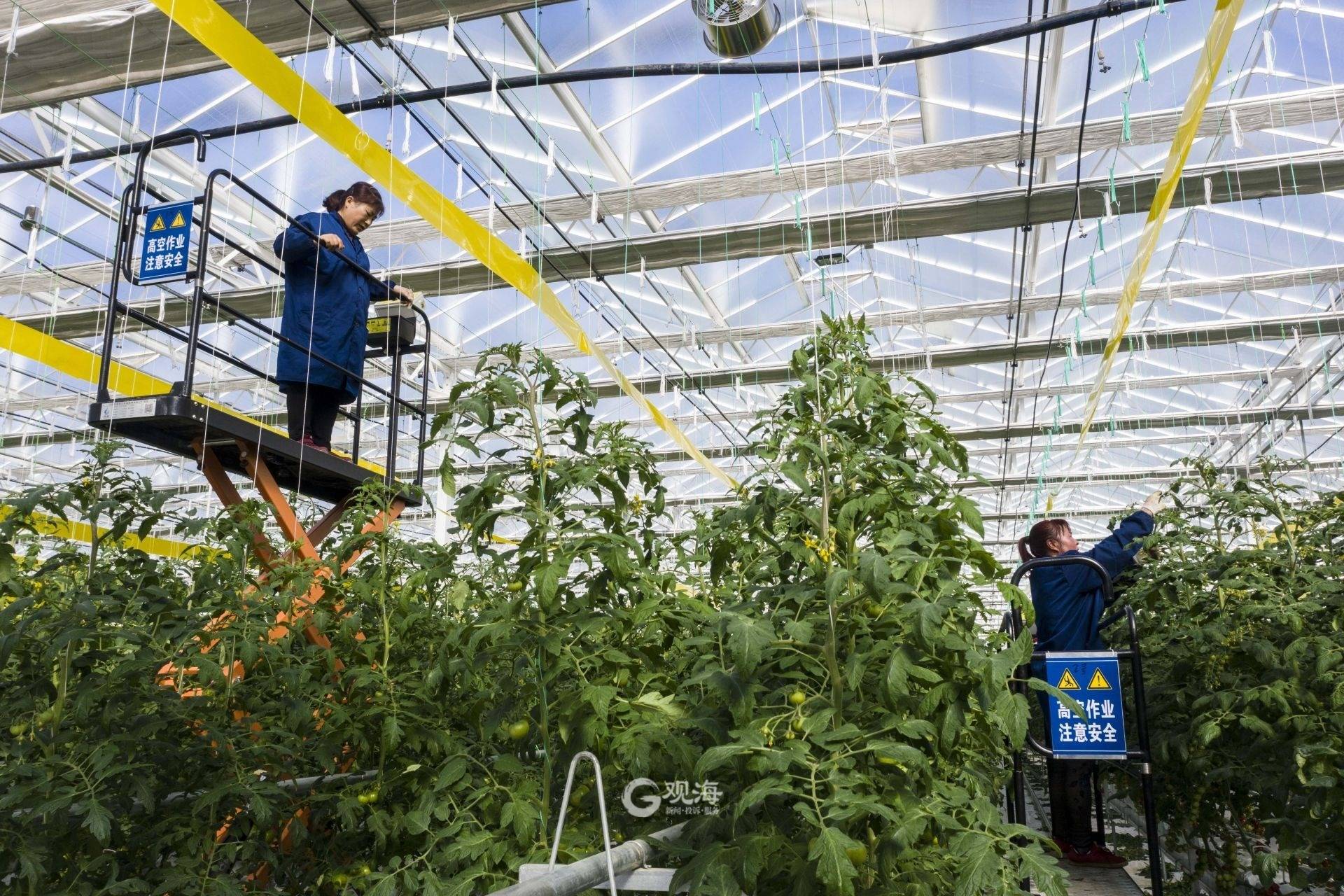 无土栽培有机无公害小番茄采摘园,无土栽培小番茄种植方法全过程