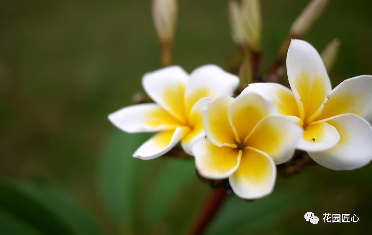 可以食用的花可制作的美食,100种可食用花的做法