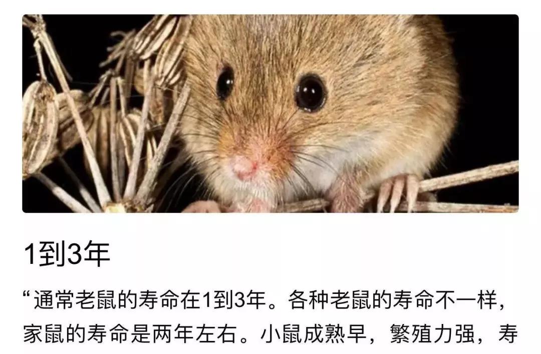 蝙蝠那么多病毒为什么不灭绝它,蝙蝠为什么是奇葩动物呢