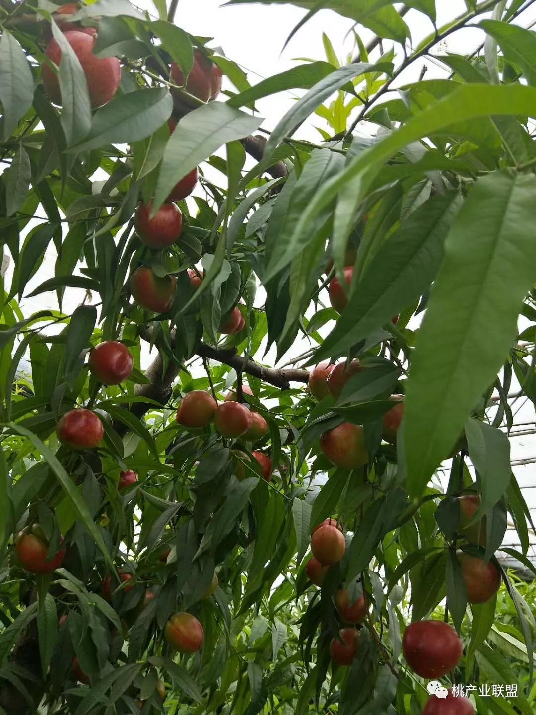 桃树长放修剪好、还是短截修剪好?