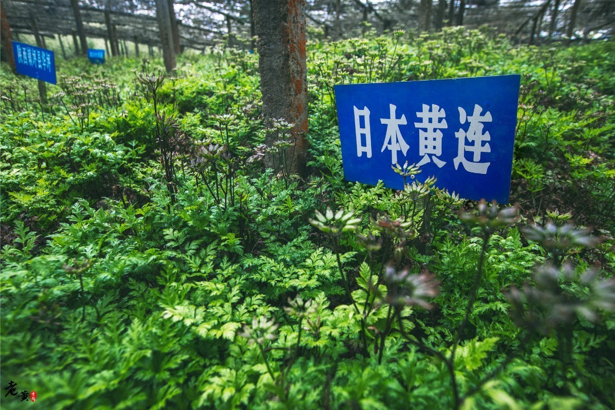 石柱黄连与川黄连,石柱黄连和雅安黄连