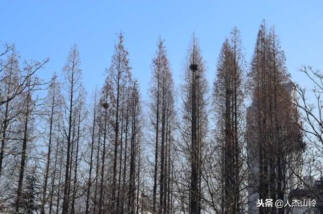 打卡之地,打卡水杉林