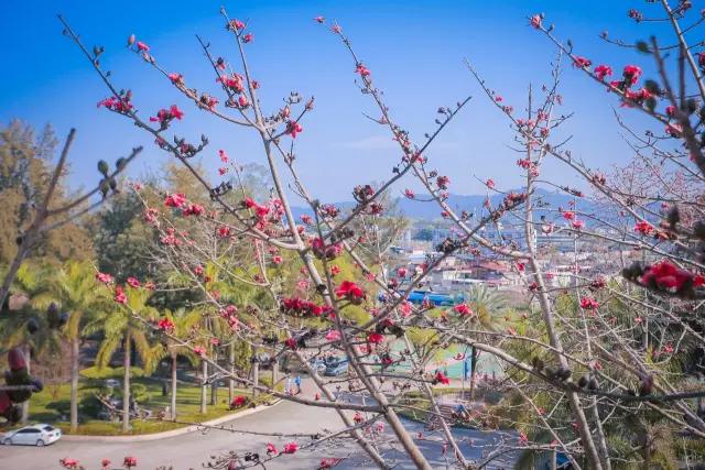 梅州最好的中学排名,梅州最美的学校