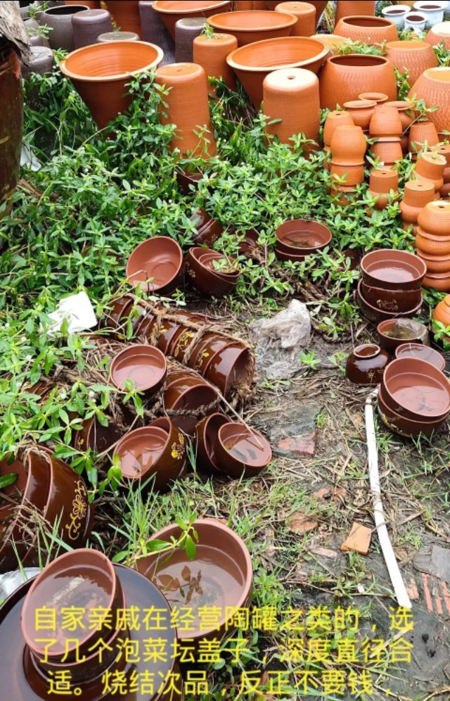 用种子栽培碗莲成长日记,碗莲与鱼在缸中栽培方法