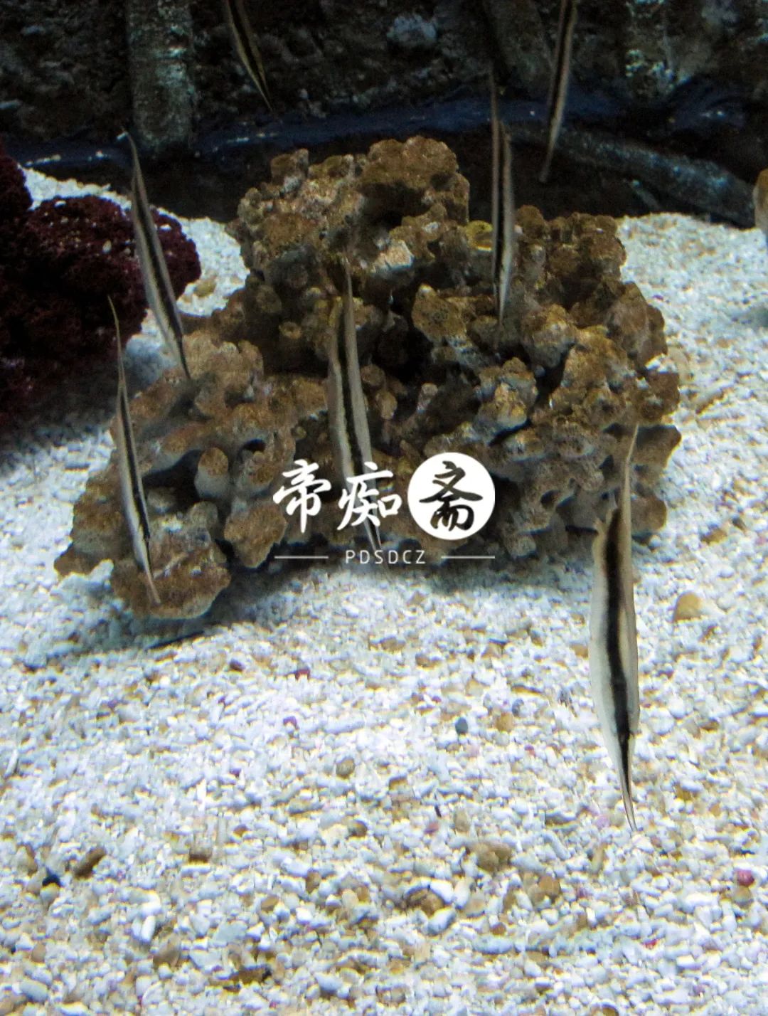 海底世界大比拼,海底世界大战