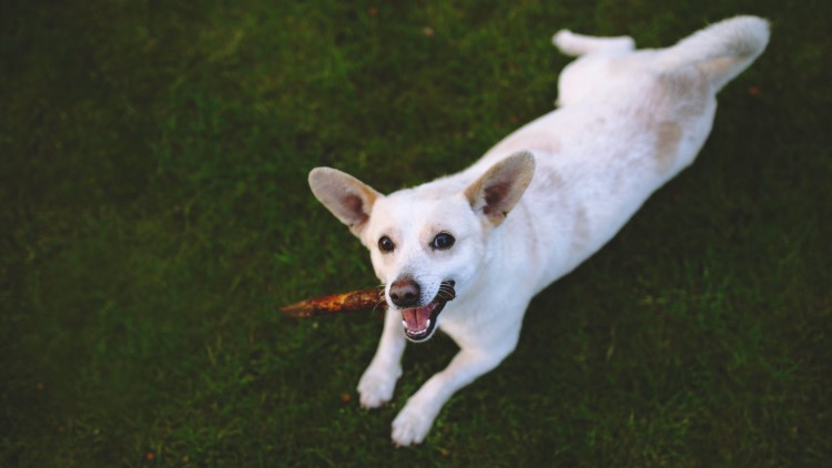 怎么正确给狗狗戴项圈,怎么纠正狗狗不爱回家