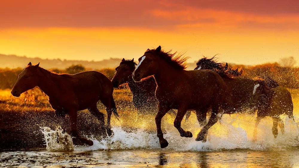 坝上秋色之金色草原,坝上金色草原风景