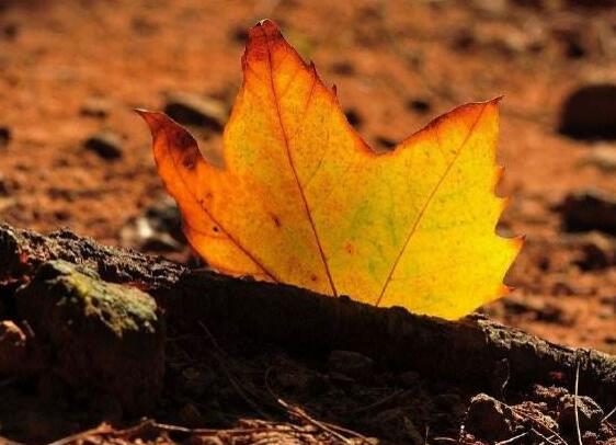 红茶绿茶菊花茶你喜欢哪种茶,红茶绿茶花茶怎么煮茶好