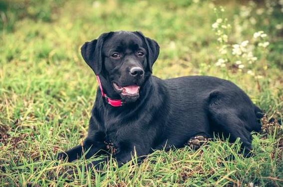拉布拉多犬怎么养最佳,拉布拉多犬好养吗怎么才能听话