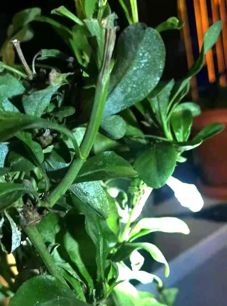 植物叶子上的白粉沫对人有危害吗,植物叶子上发现白色粉怎么处理