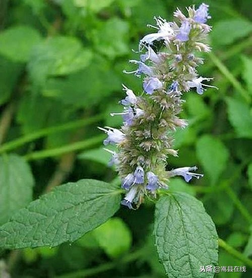 农村身边常见中草药不要错过这些宝贝！