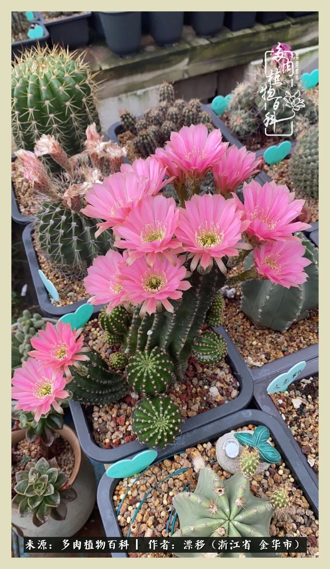 仙人球开花并散发着香味,仙人球花盛开吐露芬芳