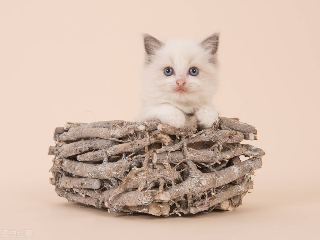 猫咪不吃食物拉稀咋办,猫咪一吃猫粮就拉稀