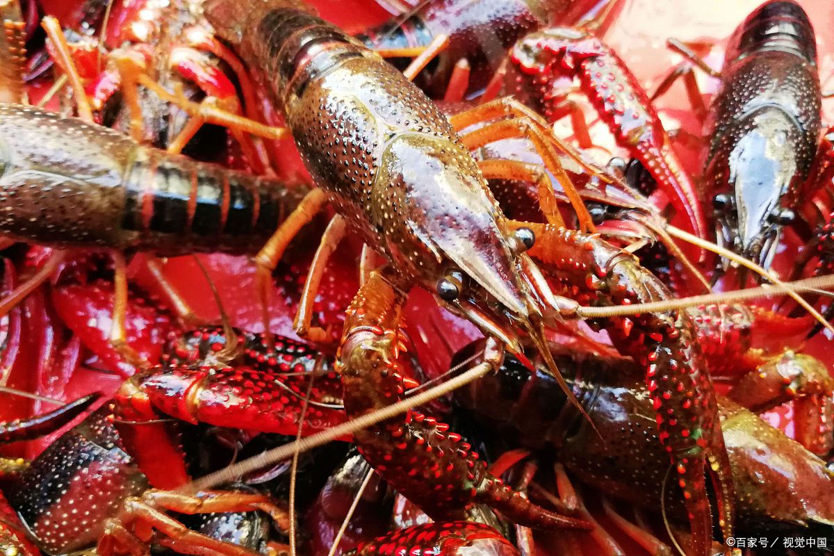 武汉小龙虾推荐蒸虾,在武汉吃到人气最旺的靓靓蒸虾